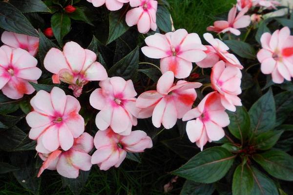 ��˿��ֲ��Ⱦ��