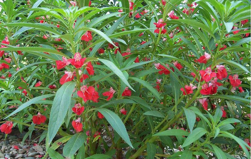 ֲ������